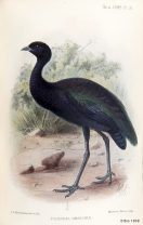 Psophia obscura, Black-winged Trumpeter