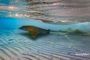 Ornate eagle ray, Aetomylaeus vespertilio