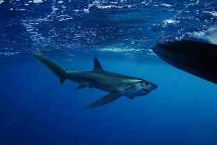 Bigeye thresher shark (Alopias supersiliosus)