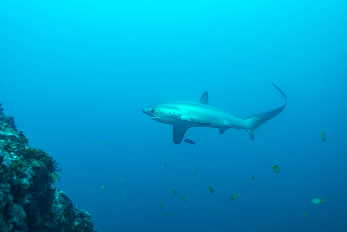 Common thresher shark, Alopias vulpinus