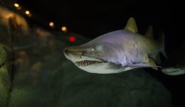 Grey Nurse Shark, Carcharias taurus