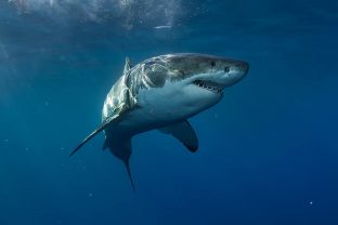 Great White shark, Carcharodon carcharias