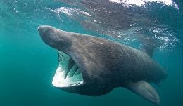 Basking shark, Cetorhinus maximus