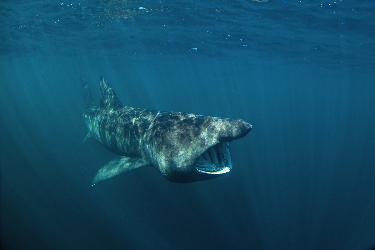 Basking shark, Cetorhinus maximus