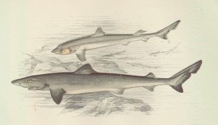 Toper shark, Galeorhinus galeus