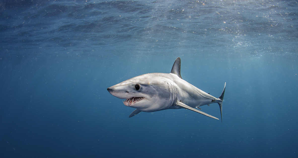 Shortfin mako, Isurus oxyrinchus