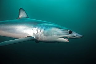 Longfin mako, Isurus paucus