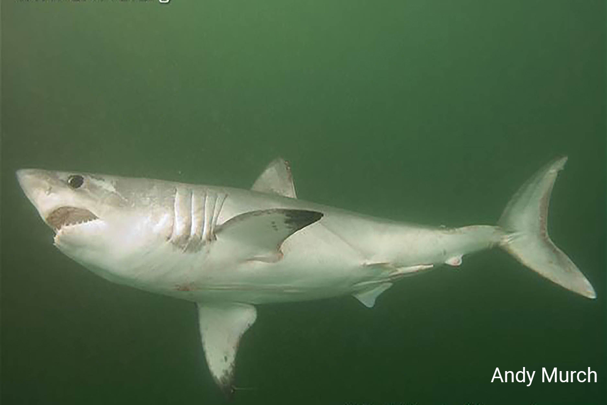 Porbeagle, Lamna nasus