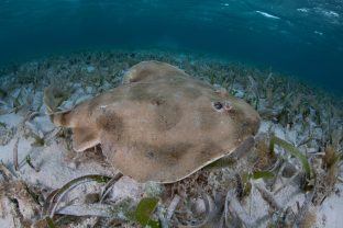 Caribbean electric ray, Narcine bancroftii