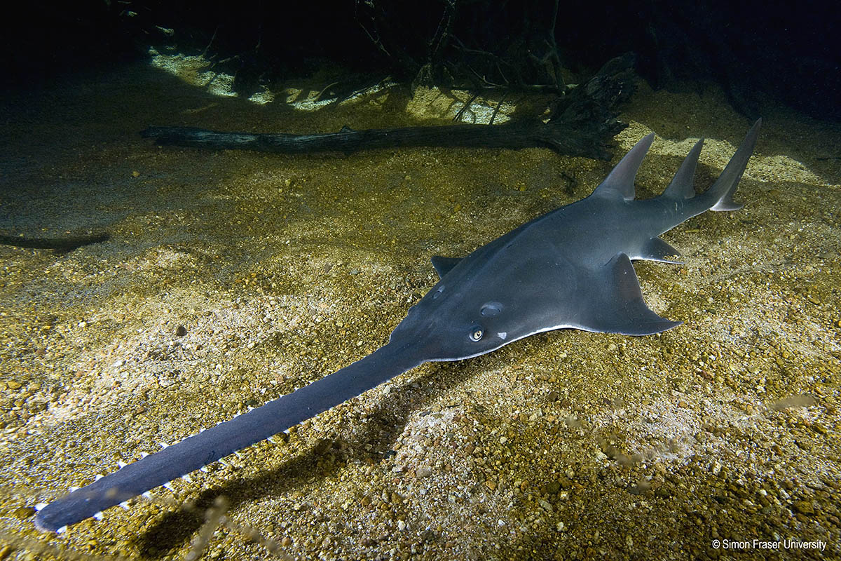 Largetooth swafish, Pristis pristis