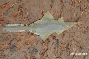 Dwarf sawfish, Pristis clavata