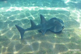 Bowmouth guitarfish, Rhina ancylostoma