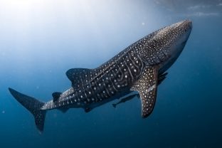 Whale shark, Rhincodon typus