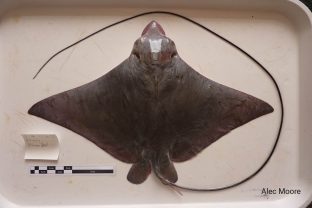 Longhead eagle ray, Aetobatus flagellum