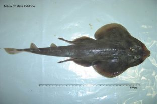 Shortnose guitarfish, Zapteryx brevirostris