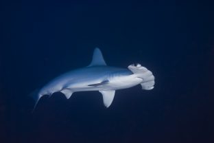 Scallop hammerhead, Sphyrna lewini