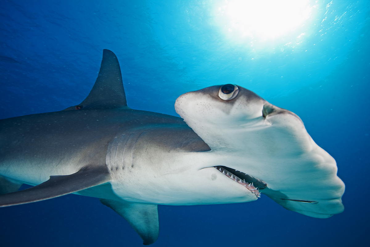 Great Hammerhead | Sphyrna mokarran