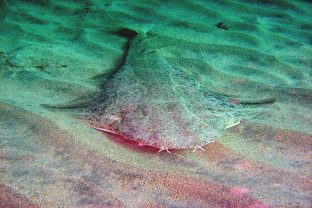 Angelshark, Squatina squatina