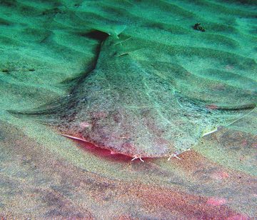 Angelshark, Squatina squatina