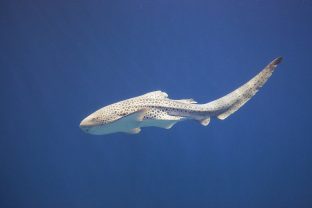 Zebra Shark, Stegostoma fasciatum