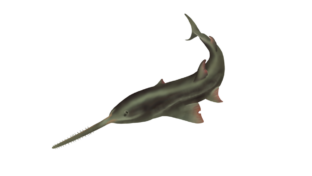 Narrow Sawfish ©Amybruninganimation.com