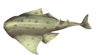 Sawback Angelshark ©Amybruninganimation.com