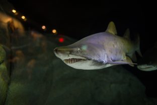 Sand tiger shark, Carcharias taurus
