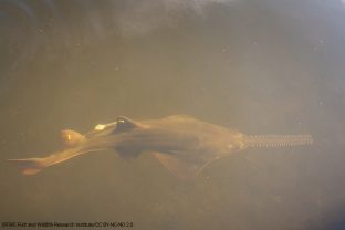 Pristis pectinata, Smalltooth Sawfish