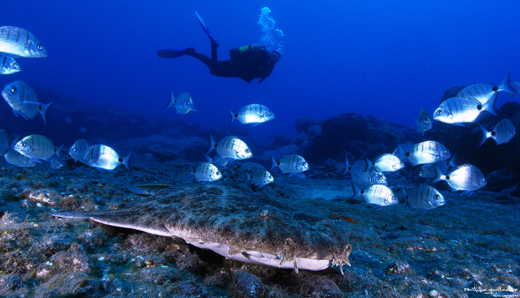 Squatina squatina, Angelshark