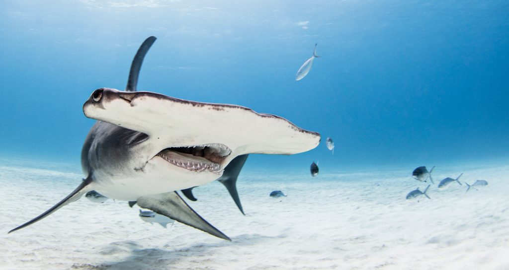 Great hammerhead, Sphyrna mokarran