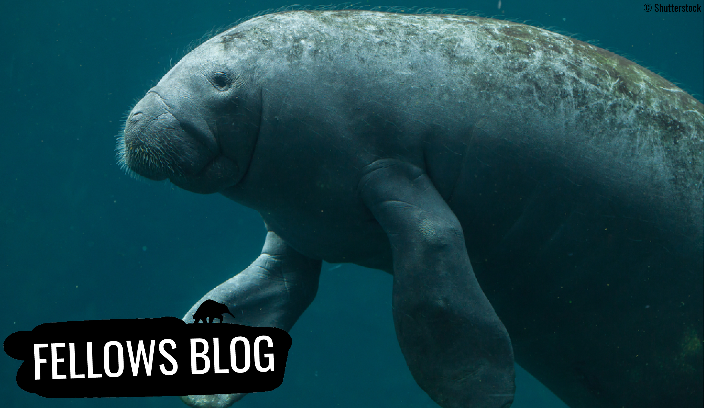 Saving the Manatees of Belize - EDGE of Existence