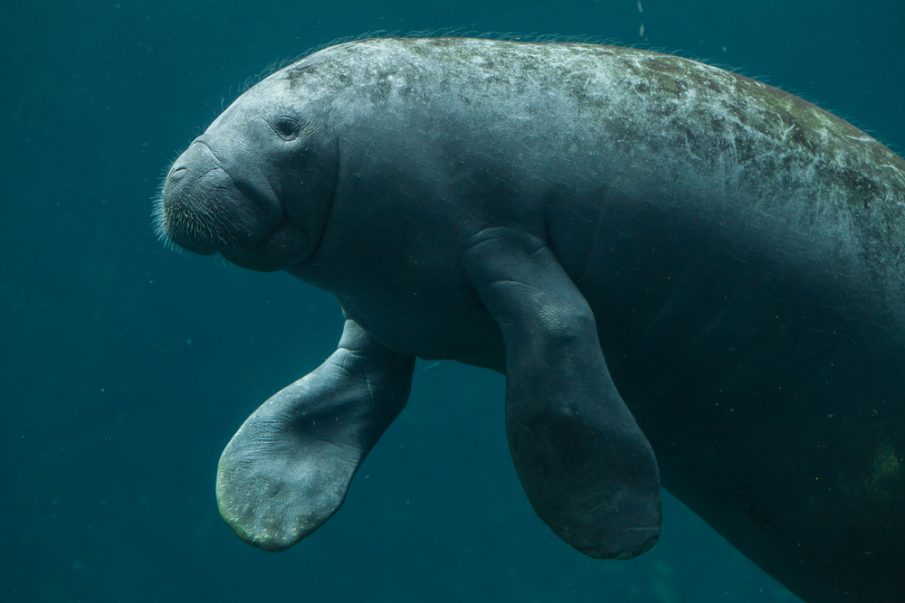 Saving the Manatees of Belize - EDGE of Existence