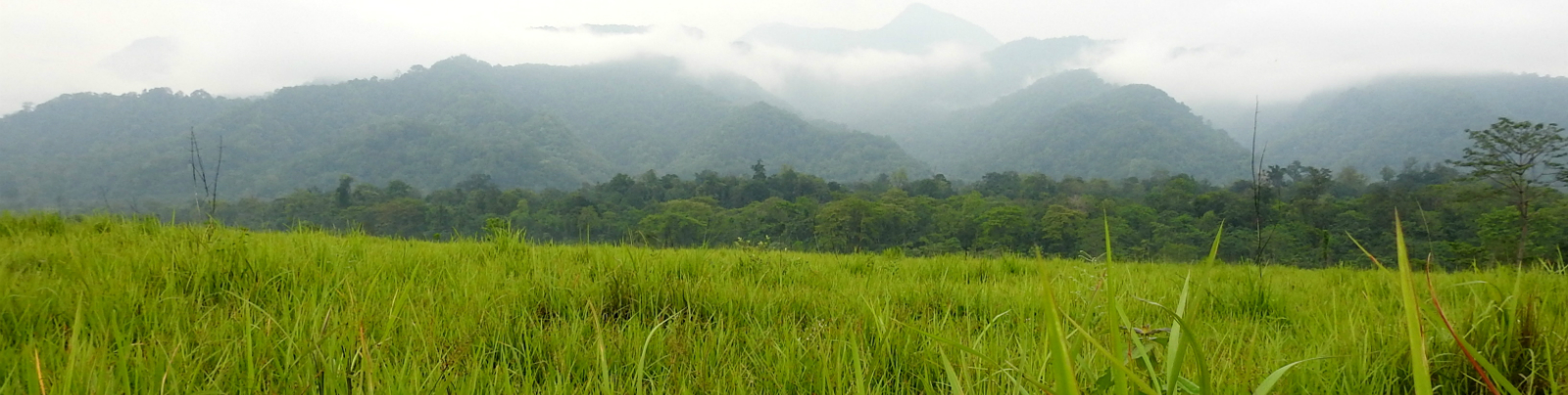 Biswajit grassland banner
