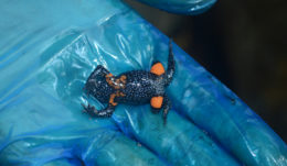 Galaxy Frog (C) Rajkumar K P
