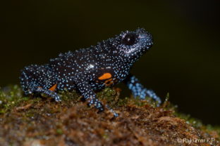 Melanobatrachus indicus, Galaxy frog