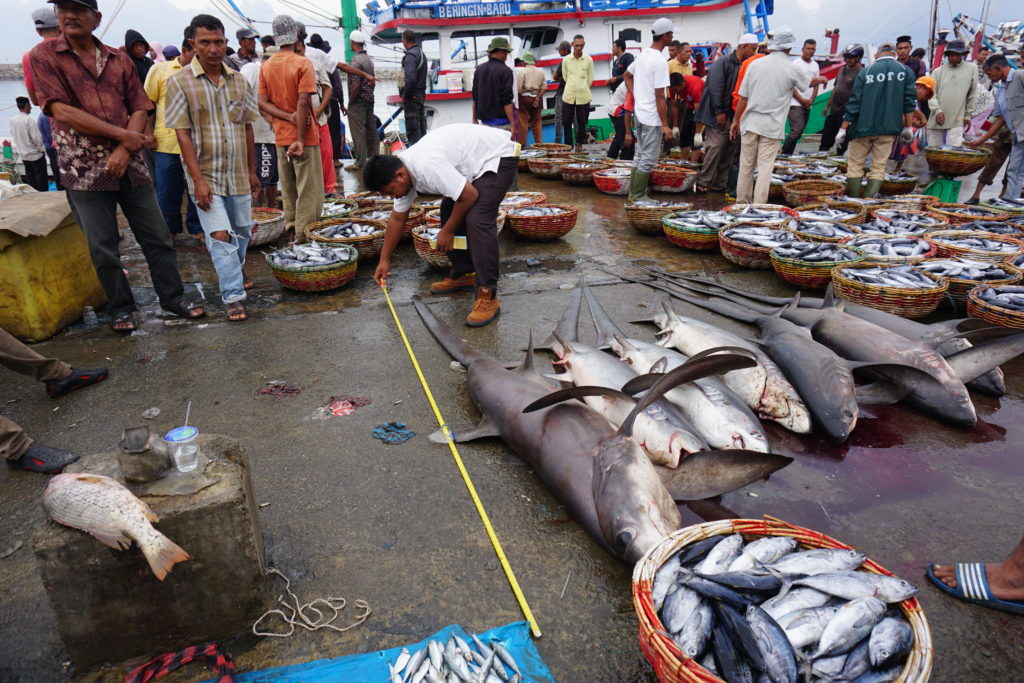 Asian Fishmarket with people in the background. In the foreground are sharks caught at sea for sale. 