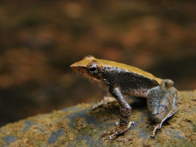 Kottigehar Dancing Frog Micrixalus kottigeharensis