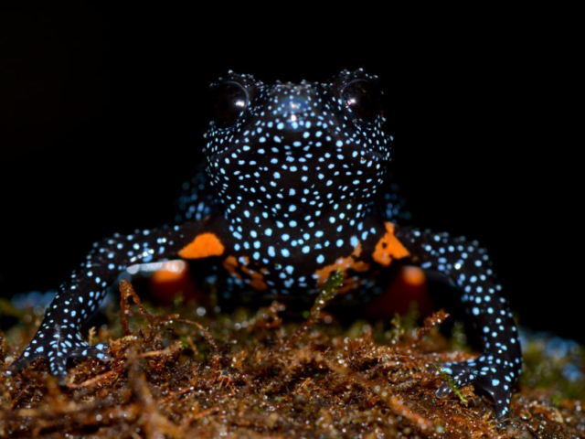 Galaxy Frog Melanobatrachus indicus
