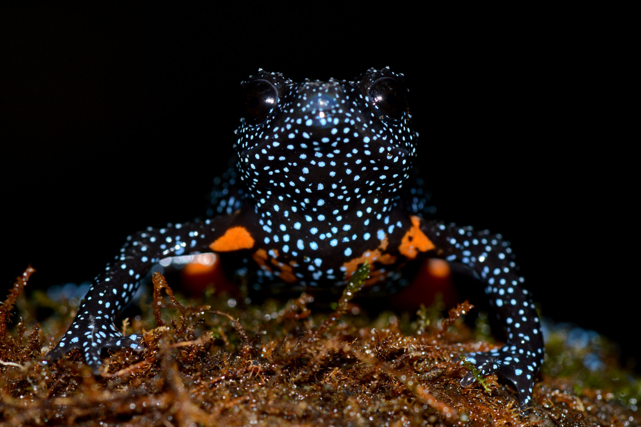 Galaxy Frog Melanobatrachus indicus