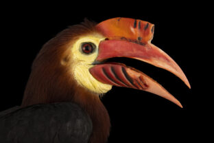 Rhabdotorrhinus waldeni,Rufous-headed Hornbill