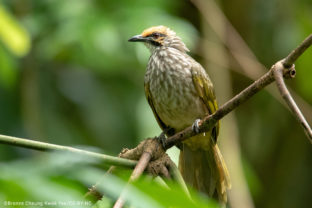 Pycnonotus zeylanicus, Straw-headed Bulbul