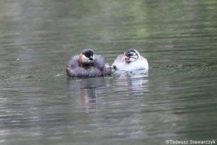 Tachybaptus pelzelnii, Madagascar Grebe