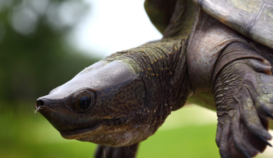 Central American River Turtle