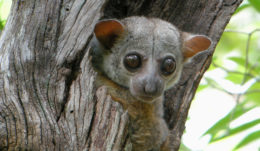 A sportive lemur in Ankarafantsika National Park, Madagascar