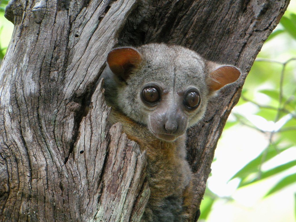 A sportive lemur in Ankarafantsika National Park, Madagascar