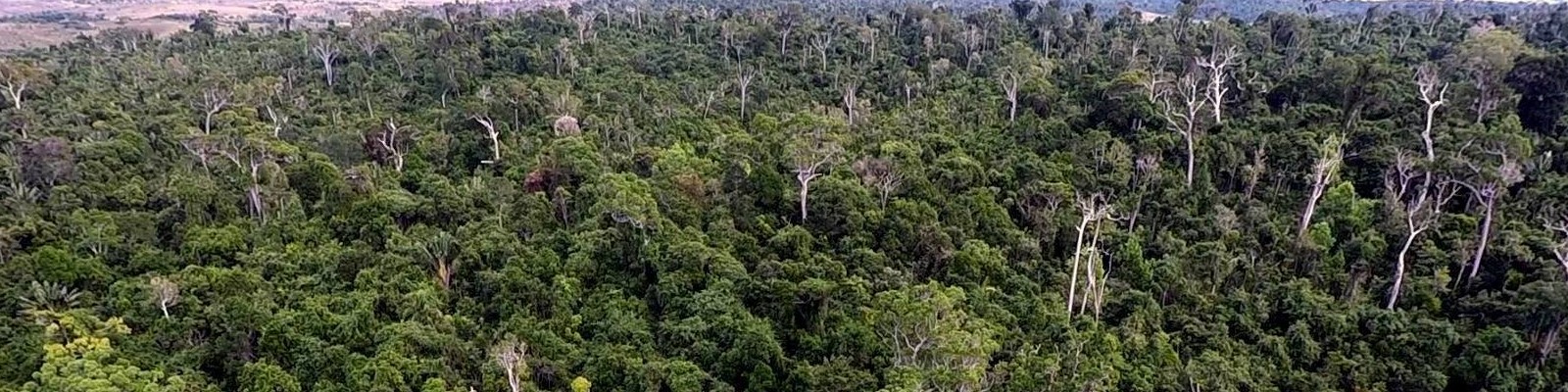 Manombo Forest Manombo Forest