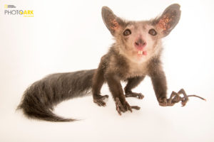 © Joel Sartore / National Geographic Photo Ark