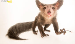 © Joel Sartore / National Geographic Photo Ark