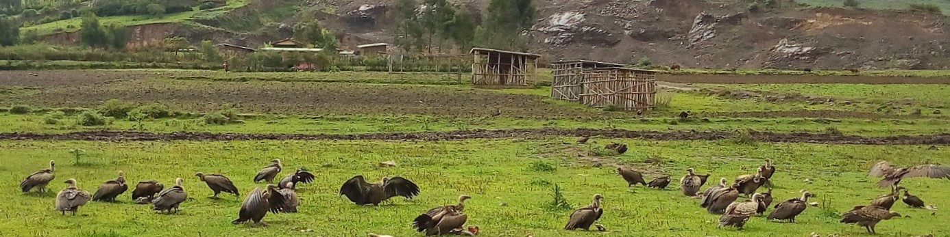 Ethiopia - habitat