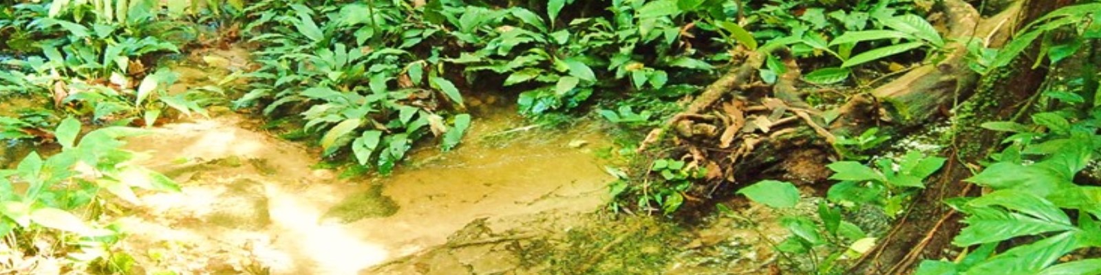 Cross River National Park Cross River National Park
